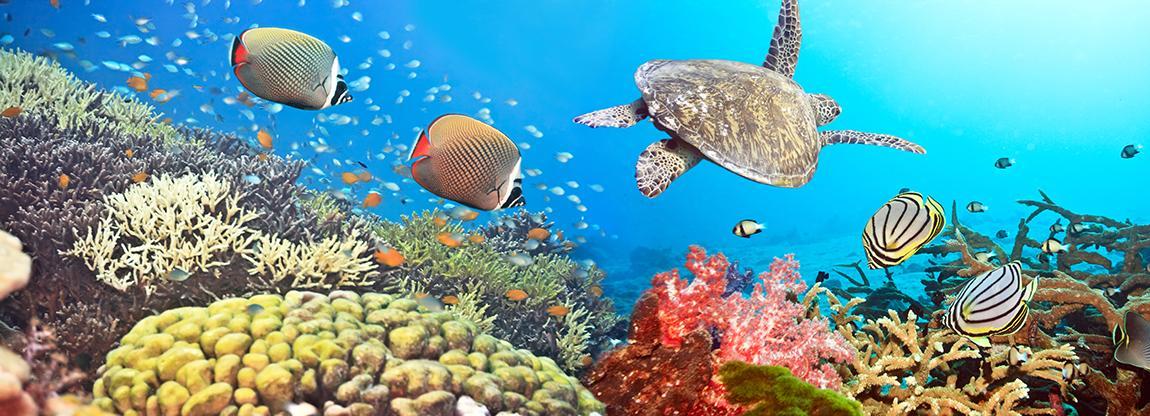 La scogliera corallina: partnership tra l’Università degli Studi di Milano-Bicocca e le Maldive per salvarla