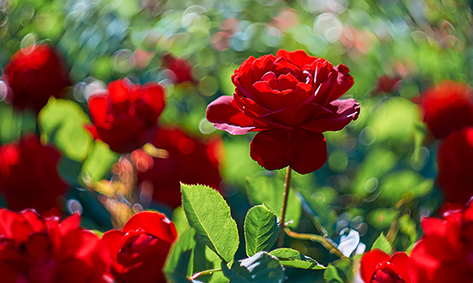 festa dei libri e delle rose festa dei libri e delle rose